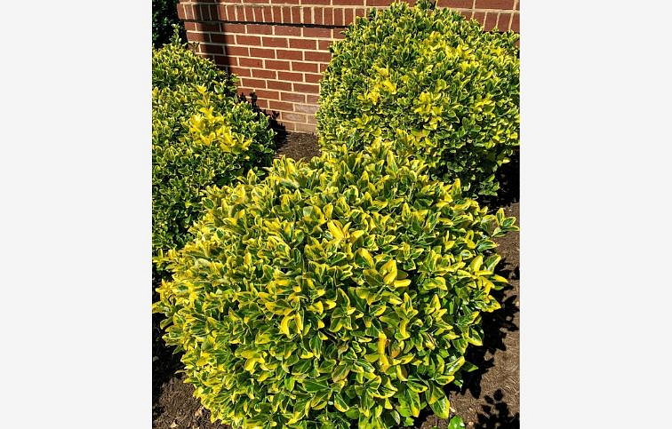 Bršlen japonský Aurea 30-50 cm, kont. 9 l