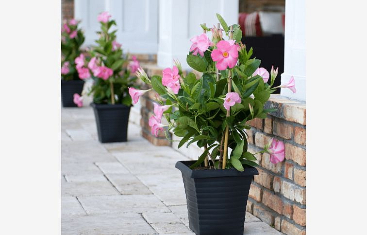 Mandevila Sundaville Beauty Rose - Dipladenia, kont. 0,7 l