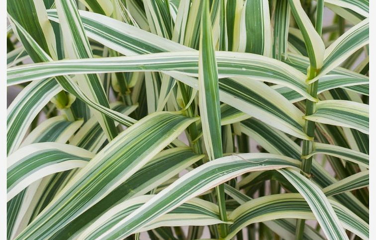 Trsteník obyčajný Ely - Arungo donax, kont. 1 l