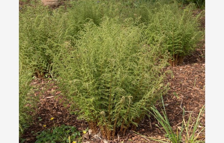 Papraď samčia Linearis Polydactyla - Dryopteris filix-mas, kont. p.11