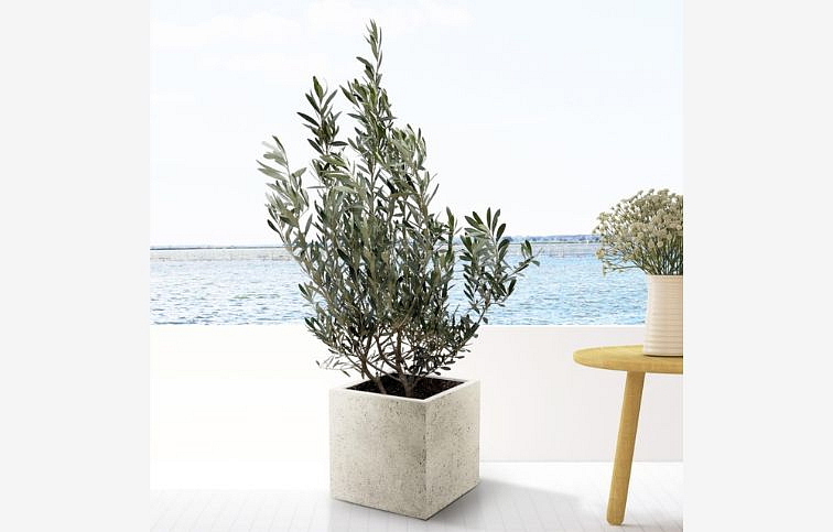 Olivovník európsky krík cca 20 cm, kont. p12