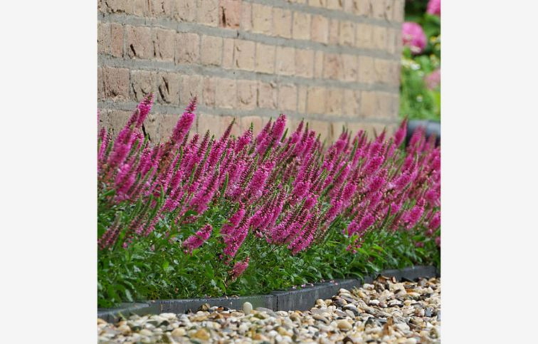 Veronika klasnatá Bubblegum Candles - Veronica spicata, kont. 0,5 l