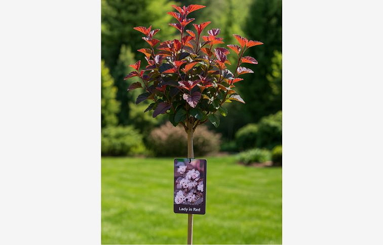 Tavoľa kalinolistá Lady in Red na 80-90cm kmienku, výška 110-130cm, kont. C5