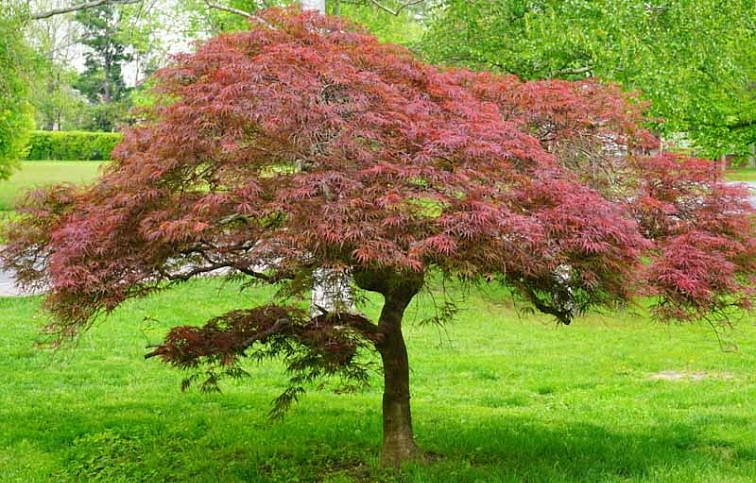 Javor dlaňovitolistý Garnet na kmienku 110-130cm, kont. 5 l