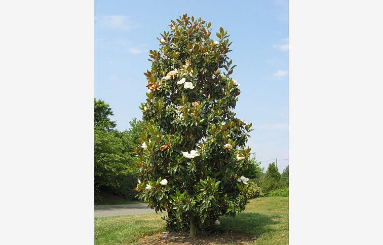 Magnólia veľkokvetá Ferruginea 190-200 cm, kont. 45 l