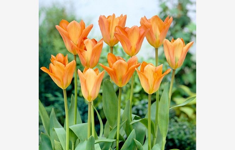 Tulipán Orange Emperor 3 ks v kont. 0,5 l