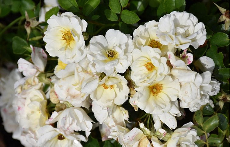 Ruža pôdopokryvná Drift Ivory - Rosa, kont. 2 l