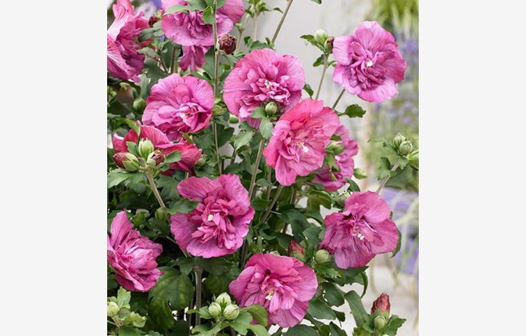 Ibištek sýrsky Magenta Chiffon na cca 60 cm kmienku, výška 120-140 cm, kont. C5