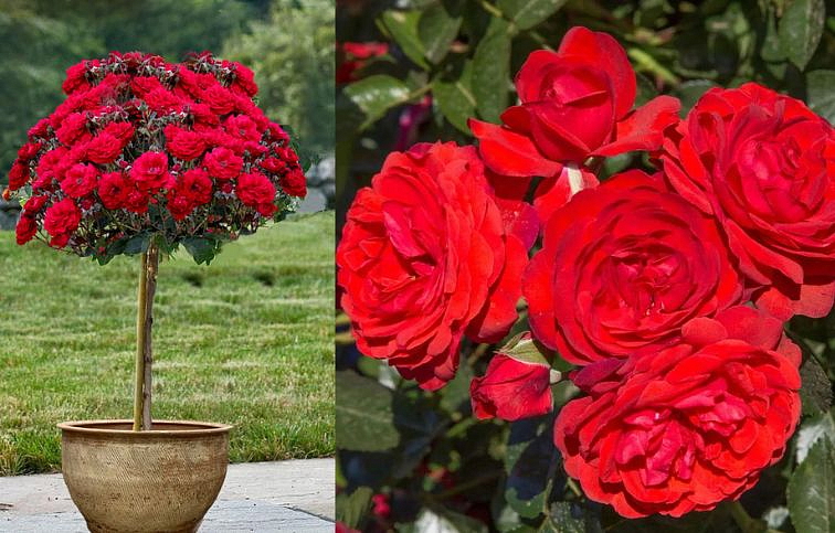 Ruža Scarlet Bonica na 50-60cm kmienku, výška 80-100cm, kont. 10 l