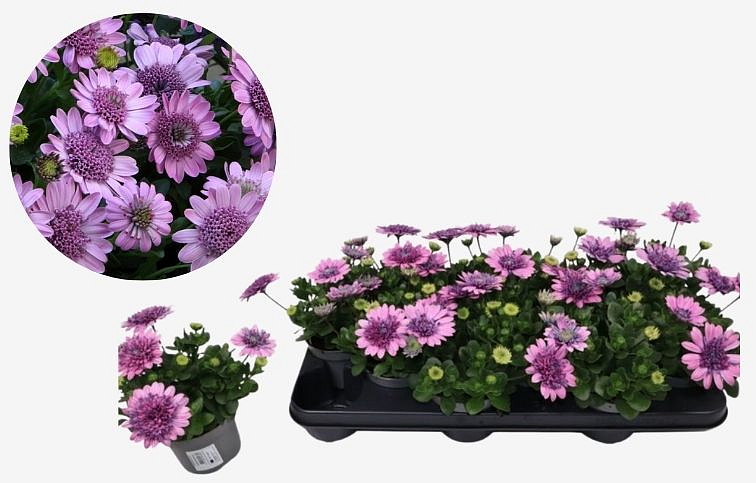 Africká sedmokráska 3D Pink - Osteospermum, kont. p10,5