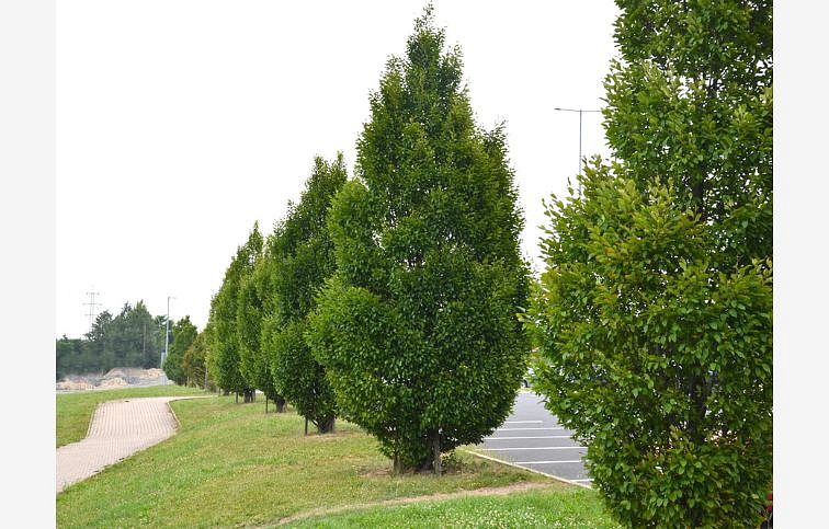 Hrab obyčajný Fastigiata 200-250 cm, kont. 25 l