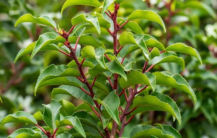 Vavrínovec portugalský Brenelia na kmienku 100-130 cm, kont. 5 l