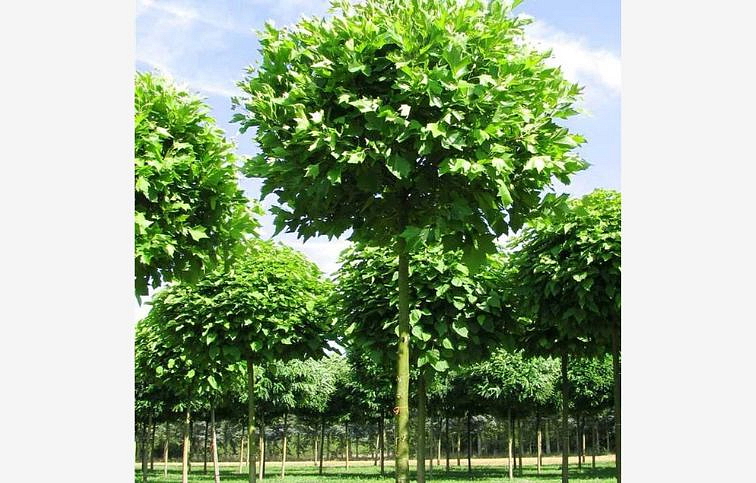 Platan javorolistý Alphens Globe na 200-220cm kmeni, v. 250-280cm, obv. kmeňa 8-10cm C30 l