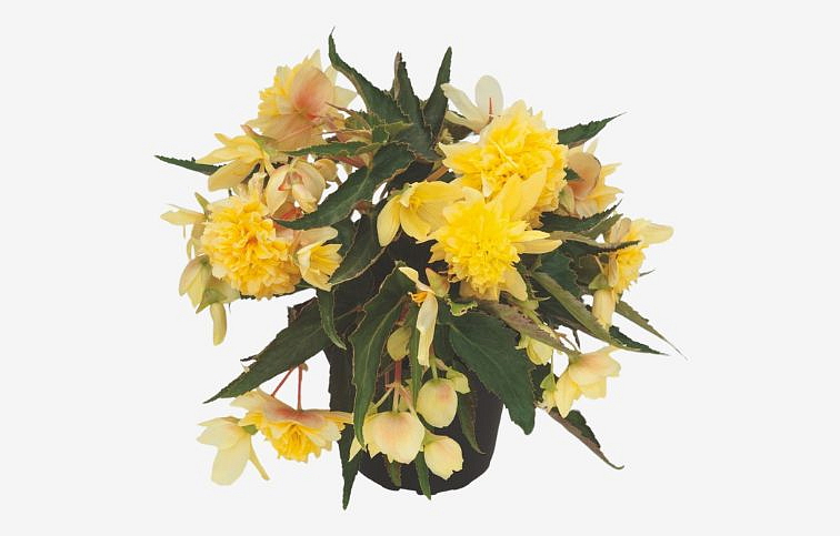 Begónia Belleconia Citrus, kont. 0,7 l