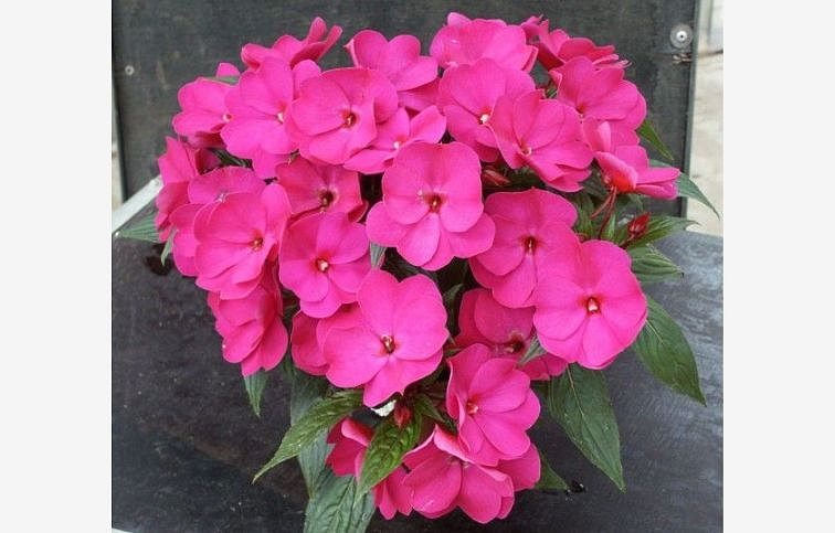 Netýkavka Nová Guinea Logia - Impatiens, kont. 0,7 l