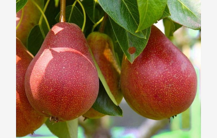 Hruška Red Favoritka, podp. Kaukazská hruška, voľnok.