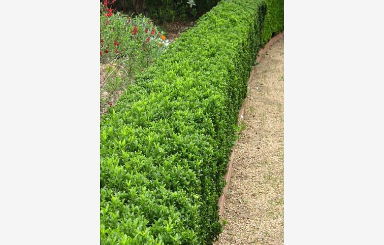 Bršlen japonský Green Rocket 20-30 cm, p13