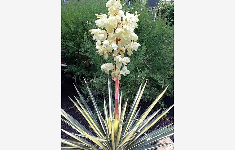 Juka vláknitá Color Guard - Yucca filamentosa, kont. 2 l