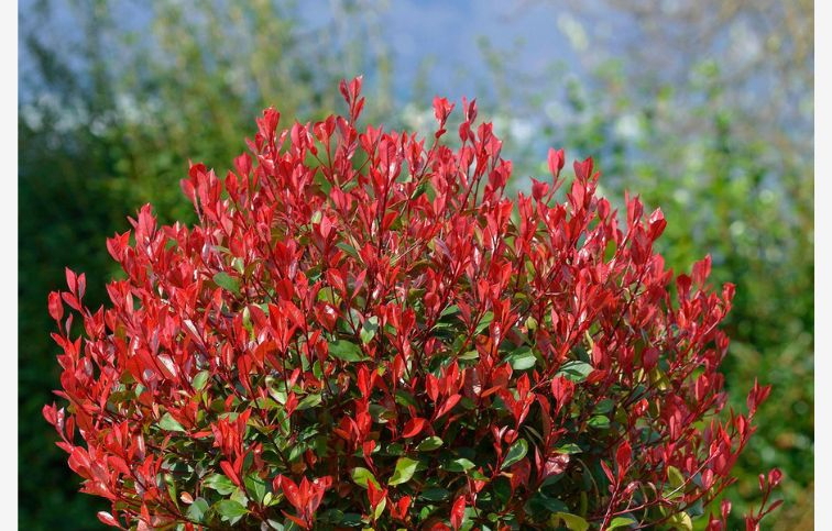 Červienka fraserová Red Robin, Ihlan 220-250cm, kont. 110 l