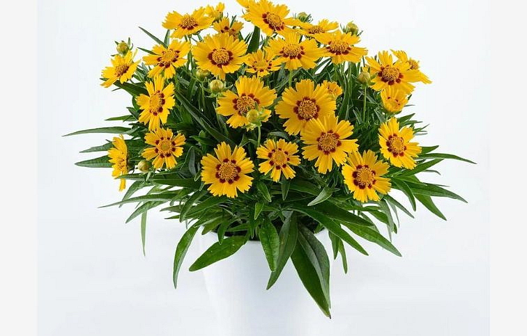 Krásnoočko Solanna Bright Touch - Coreopsis, kont. 0,5 l
