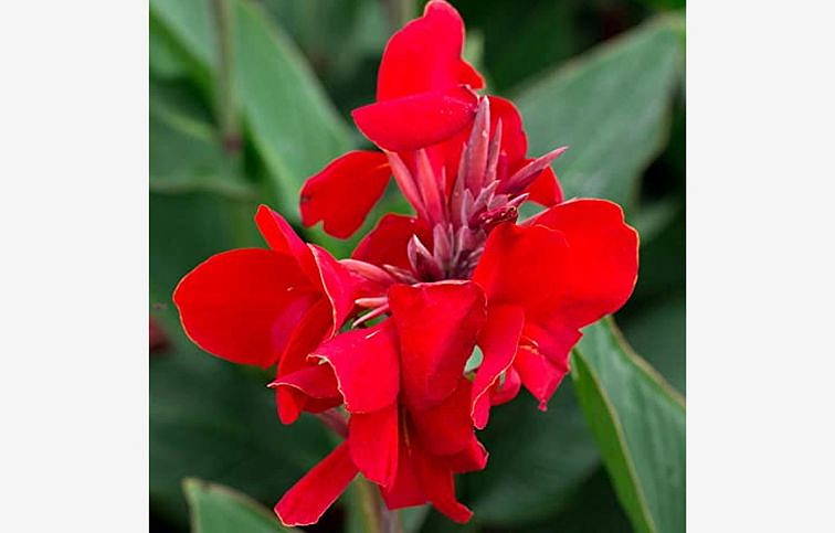 Kana indická Cannova Scarlet - Canna, kont. 1 l