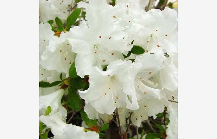 Azalka japonská Adonis 50-70 cm, kont. 5 l