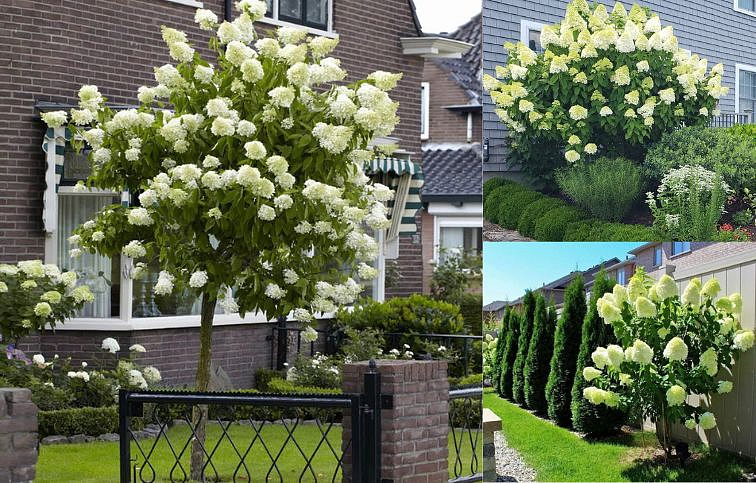 Hortenzia metlinatá Silver dollar na 45-50cm kmienku, výška 80-100 cm, kont. p21