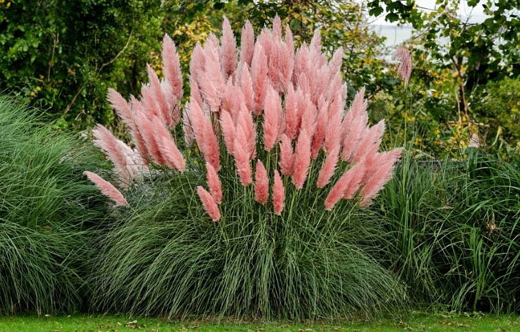 Kortadéria - Pampová tráva Rosea - Cortaderia, kont. 1 l