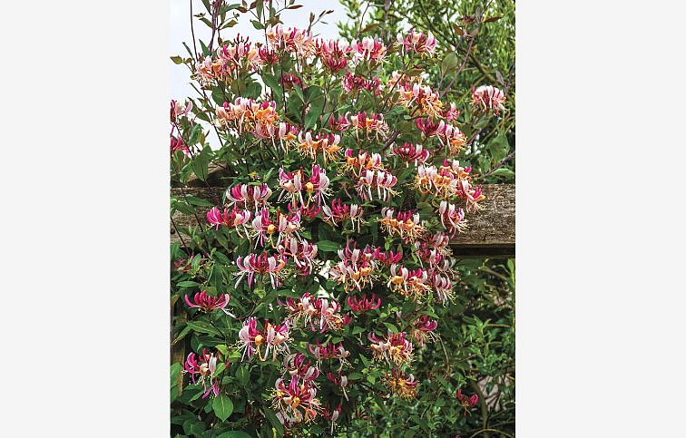 Zemolez henryho 50-60 cm, kont. p15