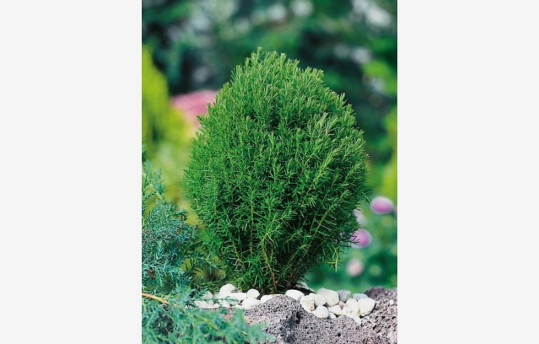 Tuja západná Teddy cca 20cm - Thuja occidentalis, kont. 2 l