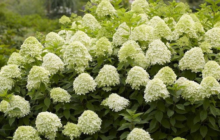 Hortenzia metlinatá Limelight 25-35 cm, kont. C2