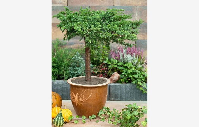 Borievka pobrežná Schlager na kmienku 50-60 cm, kont. 5 l