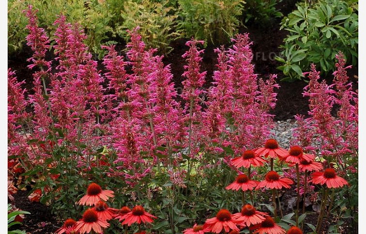 Agastache Morello, kont. 0,5 l