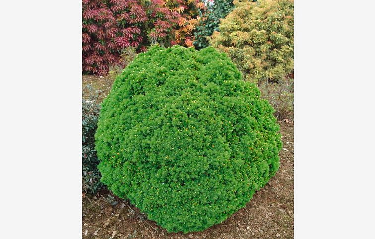 Smrek biely Alberta Globe 15-20 cm, kont. p15