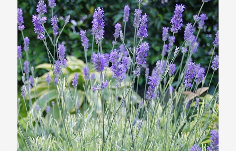BIO Levanduľa prostredná Platinum Blonde - Lavandula intermedia, kont. p12