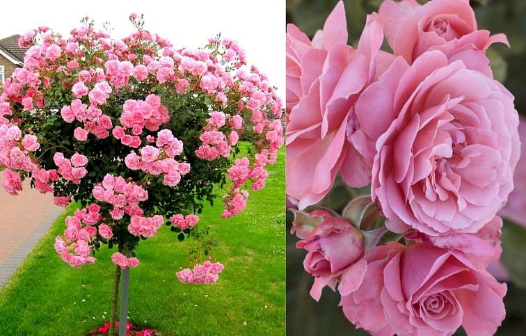 Ruža Botticelli - Meilland na 50-60cm kmienku, výška 80-100cm, kont. 10 l