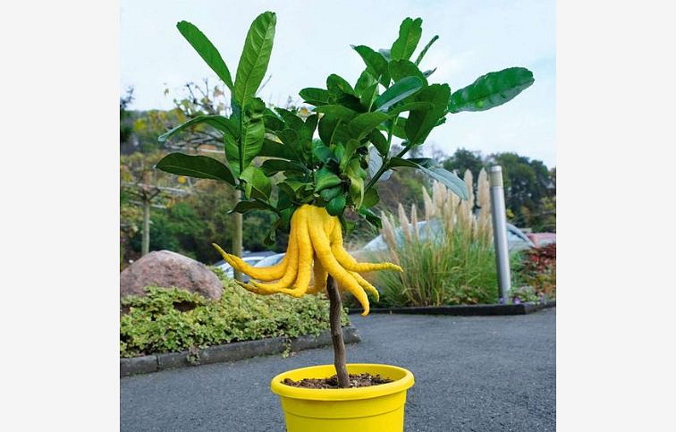 Citrus Mano di Budha - Budhova ruka na kmienku 50-70 cm, kont. 5 l
