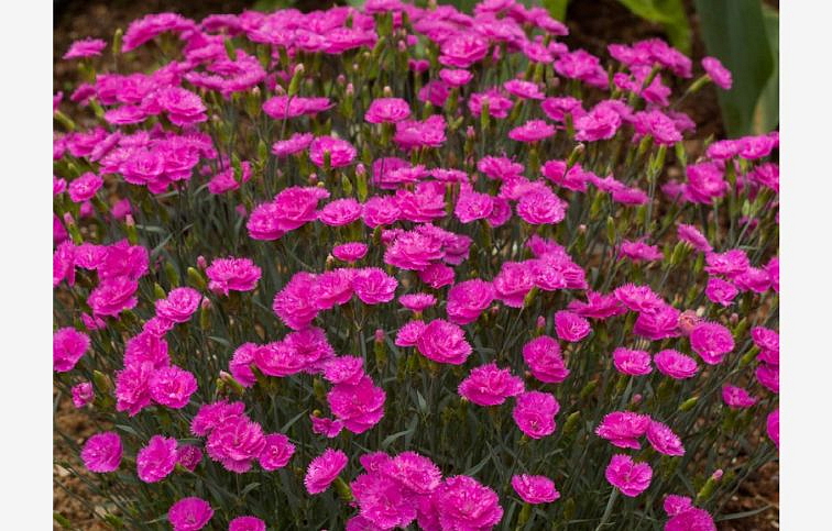 Klinček perovitý Pretty Becky - Dianthus, kont. 0,5 l