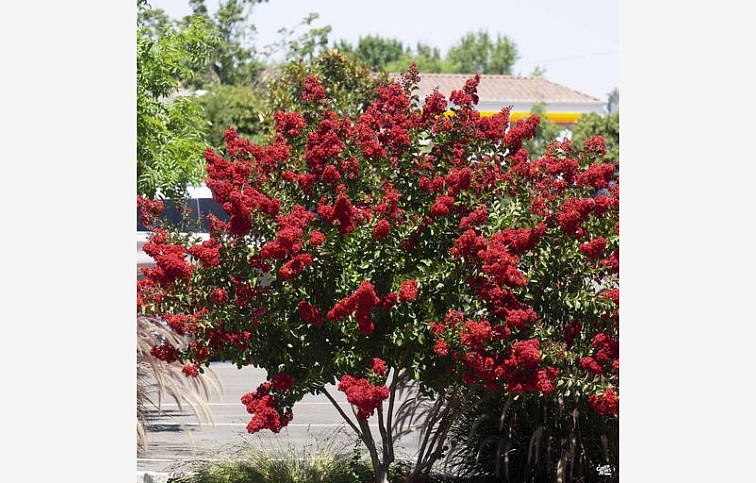 Myrta krepová Dynamite 70-100cm, kont. 9 l