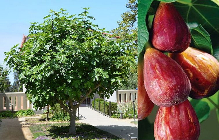 Figovník Portogallo na 80-100cm kmienku, výška 150-180cm, obv. km. 6-8cm, kont. 10 l