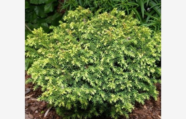 Kryptoméria japonská Vilmorin Gold 10-20cm - Cryptomeria, kont. 2 l