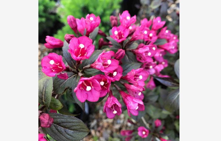 Vajgela Minor Black 20-40cm - Weigela florida kont. 3 l