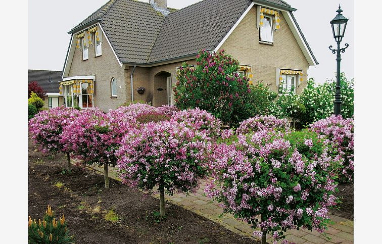 Orgován Palibin na 70-80cm kmienku, výška 90-110cm, kont. 3 l