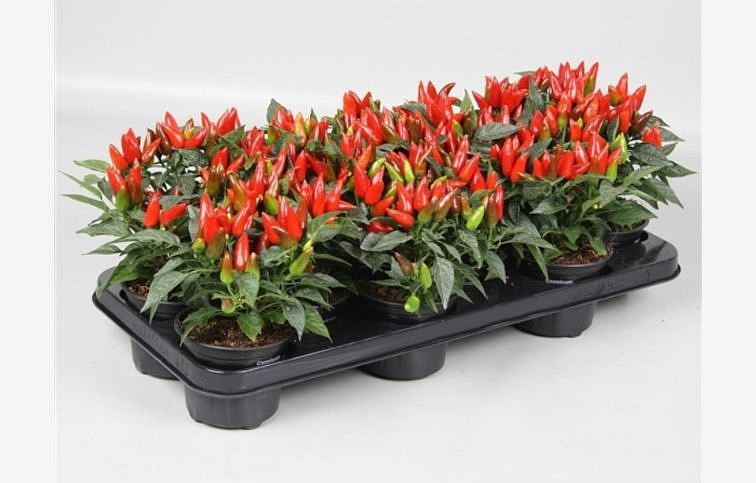 Okrasná paprika Salsa Red 15 cm, kont. p10,5