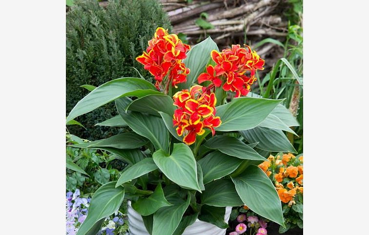 Kana indická Cannova Red Golden Flame - Canna, kont. 1 l