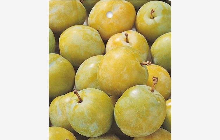 Ringlota Oulinská podpník myrobalán, voľnok.