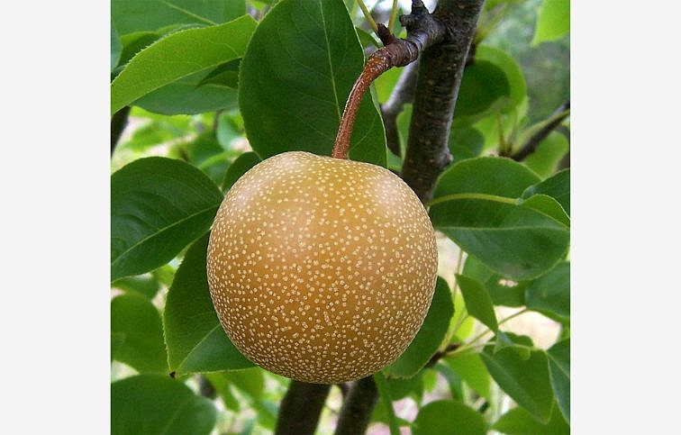 Hruška ázijská Chojuro, podpník Kaukazská hruška, voľnok.