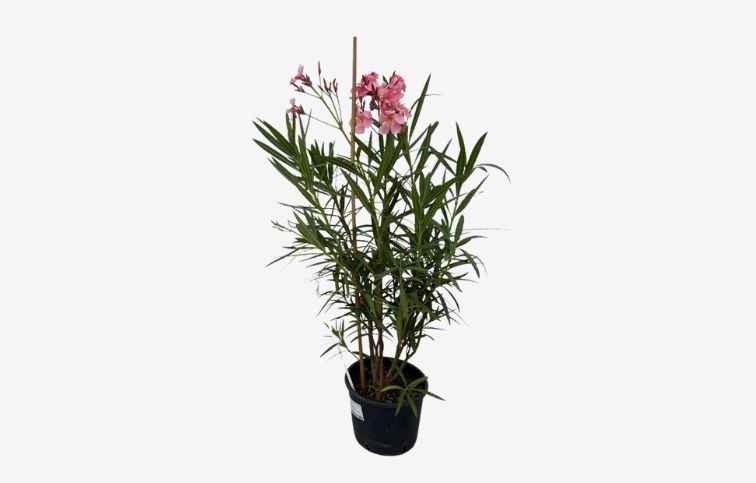 Oleander lososový 40-60 cm, kont. 3 l