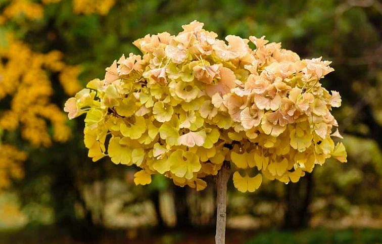 Ginko dvojlaločné Troll na cca 210cm kmienku, v. 240-280cm, obvod kmeňa 8-10cm, kont. 25 l