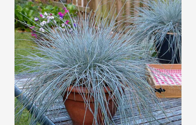 Kostrava sivá Compact Blue - Festuca glauca, kont. p10,5